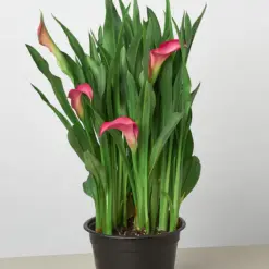 Calla Lily Zantedeschia Yellow — additional view