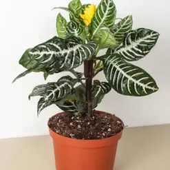 Zebra 'Aphelandra' houseplant