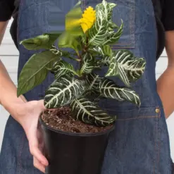 Zebra 'Aphelandra' — additional view