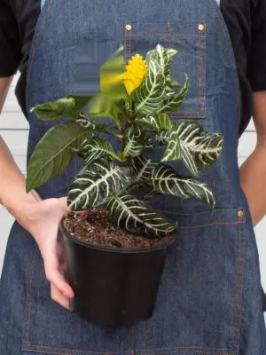 Zebra 'Aphelandra' — additional view
