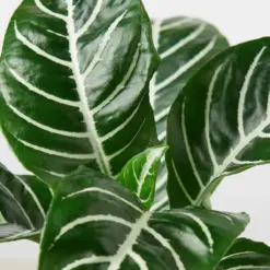 Zebra 'Aphelandra' — leaf detail close-up