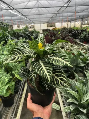 Zebra 'Aphelandra' — additional view