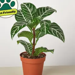 Zebra 'Aphelandra' — additional view